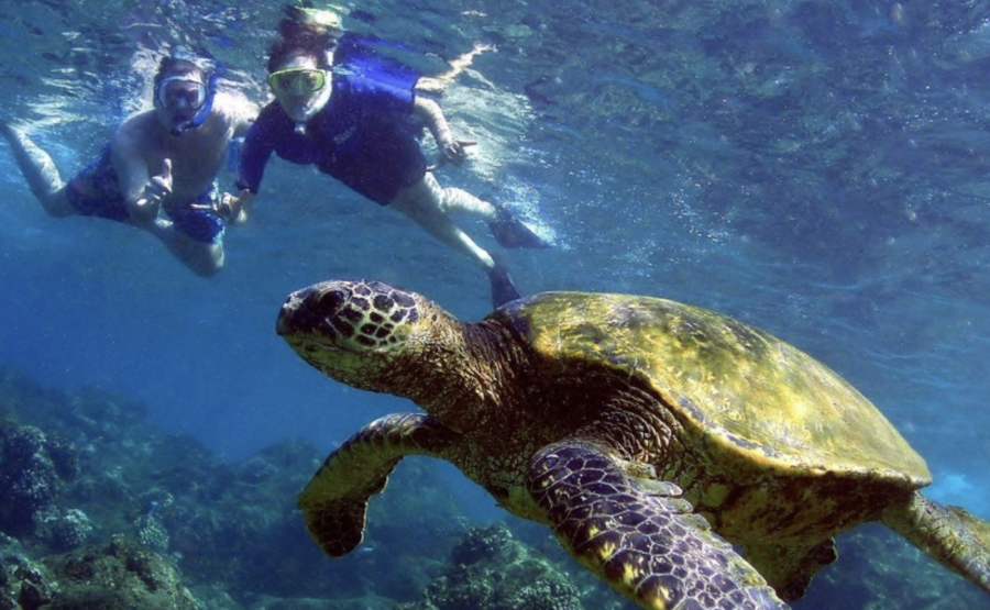 olowalu kayak and snorkel - Maui Surfer Girls