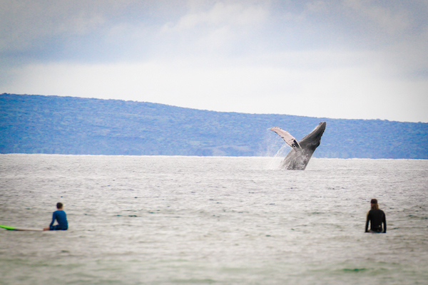 women's surf camp 2026 breaching humpback whales - what to expect on maui in the winter