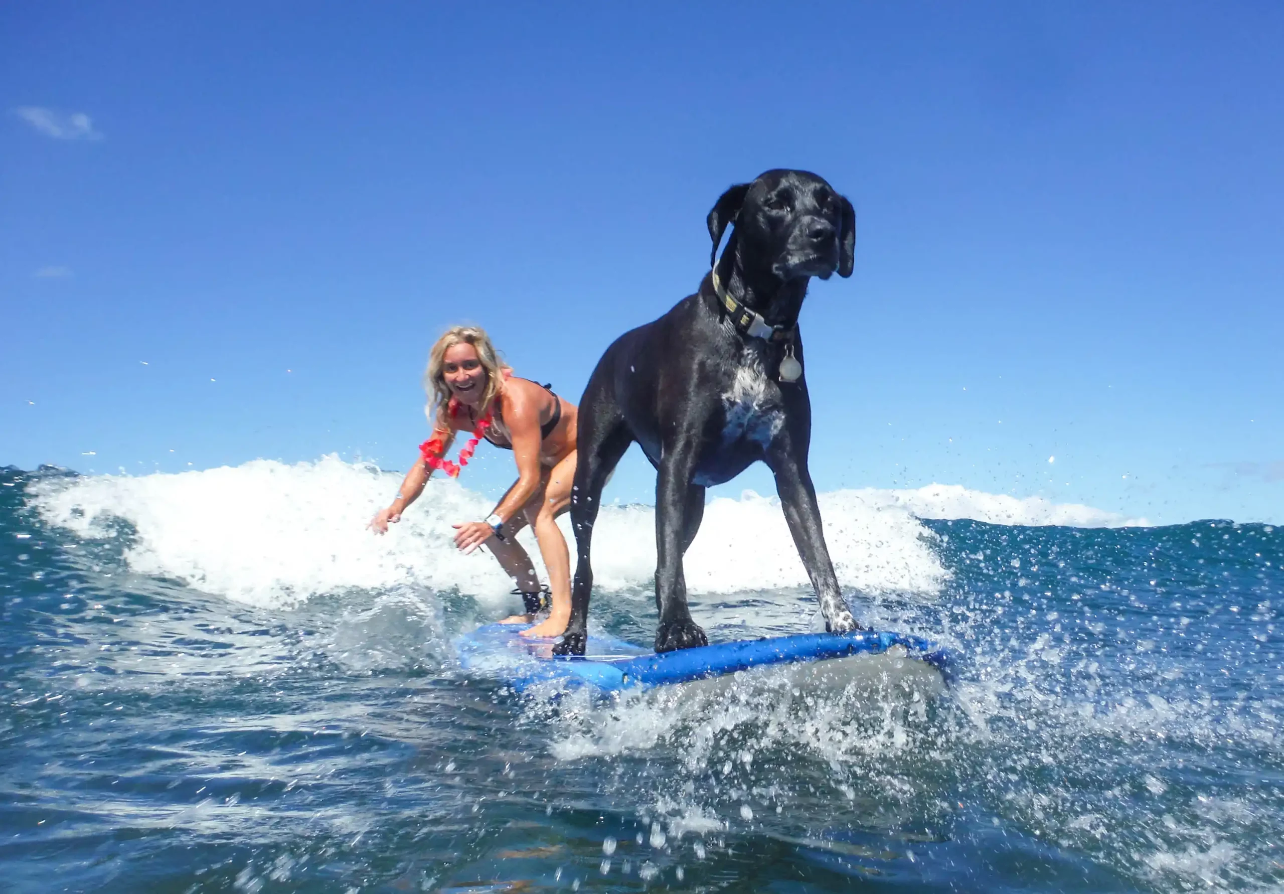 Maui Surf Lessons | Surf Dog | Lahaina Surf Lessons 