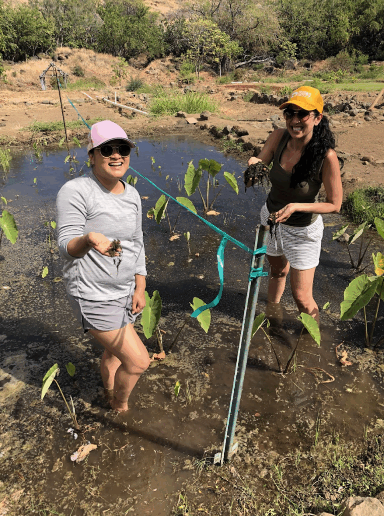 taro planting service project 
